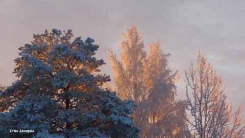 Talviset puiden latvat